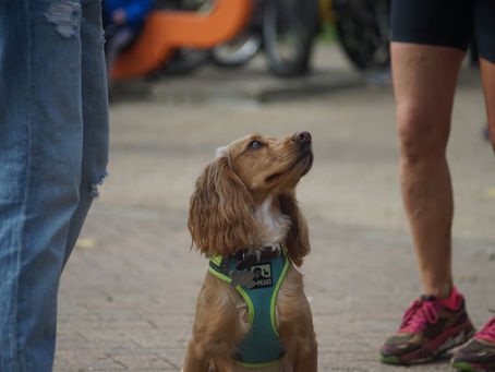 Ignore a dog when meeting them
