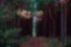 Forest background representing inner peace and healing