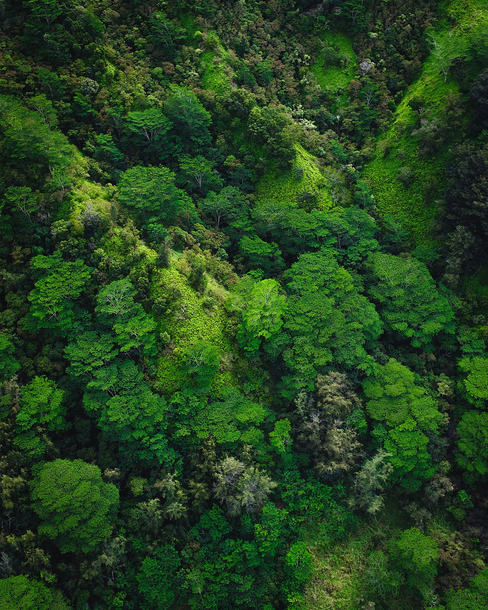 Image by Spencer Watson