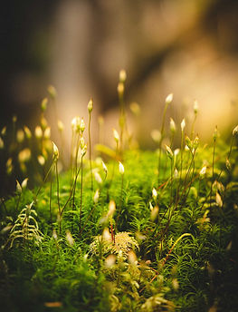 Image by Aidan Hodel