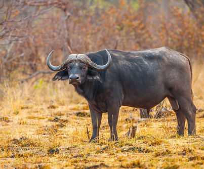 Image by Chris Stenger