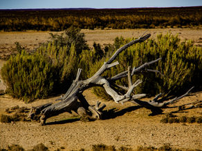 Animals Can Stop Desertification. Really?