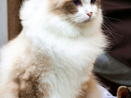 long-haired cat breeds