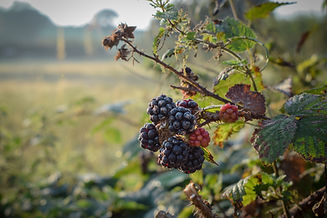 Image by Will Tarpey