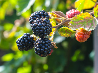 ブラックベリーアイスティー　Blackberry Iced Tea