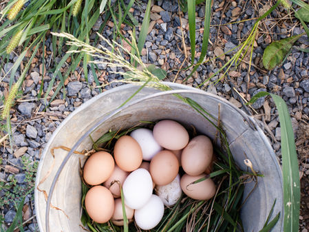 Cary Could Join Growing List of Communities Allowing Backyard Chickens