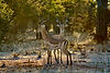 Image by Little Nature