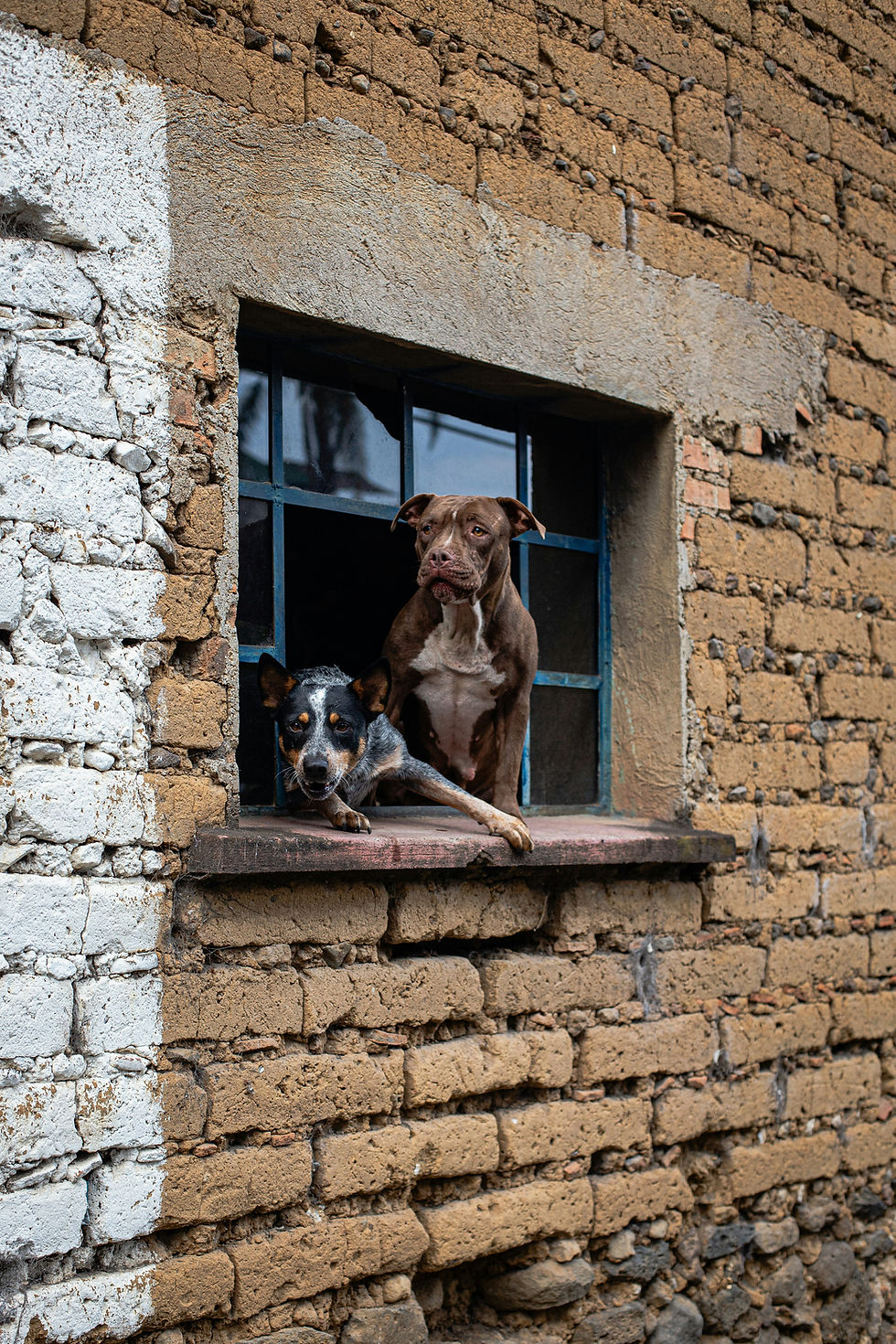 How Do I Stop my dog from doing things I don't like