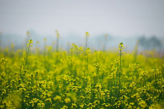 Image by Manish Patel