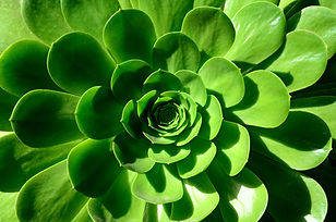 Sustainability - Tricolage
