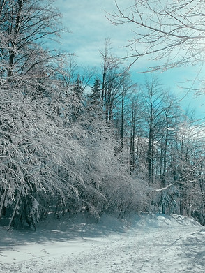 Image by Igor Cancarevic