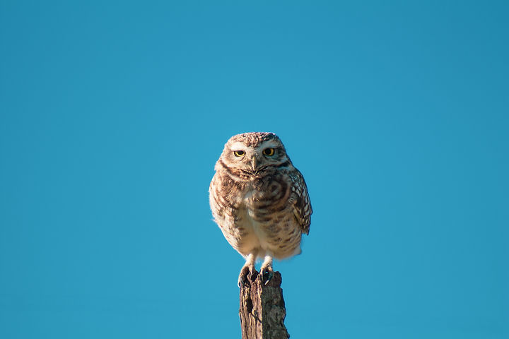 Image by Geronimo Giqueaux