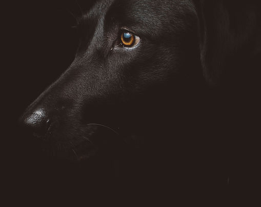 Supporting Pet Health