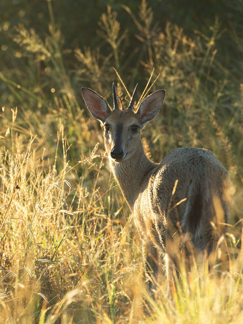 Duiker