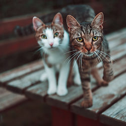 Zwei Katzen schauen in die Kamera auf einem Tisch