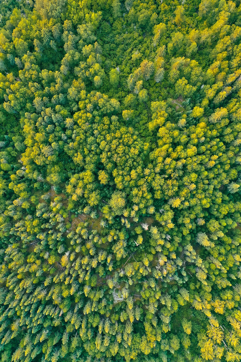 Image by Drew Dau