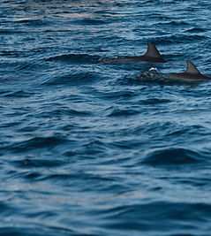 Dolphin watching boat tour in Muscat Oman seeing wild dolphins at sea