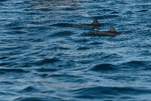 Wild life in Mull