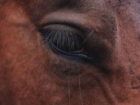 How Do Horses Heal the Body and Mind? Unpacking Somatic Engagement in EAP