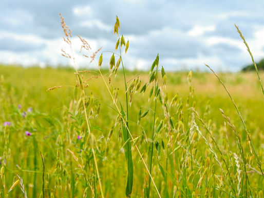 Grünhafer für Pferde: Einsatz, Vorteile und Anwendung