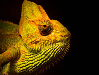 Your (business) spirit animal should be a chameleon!