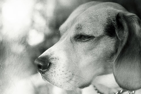 Image by Val dog