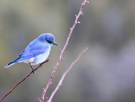 Conversaciones con un pájaro