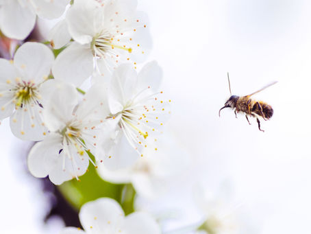 Yoga kids: temas para Maio