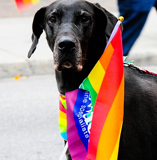 chien utilité chasse montagne