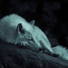 Jax Wolf