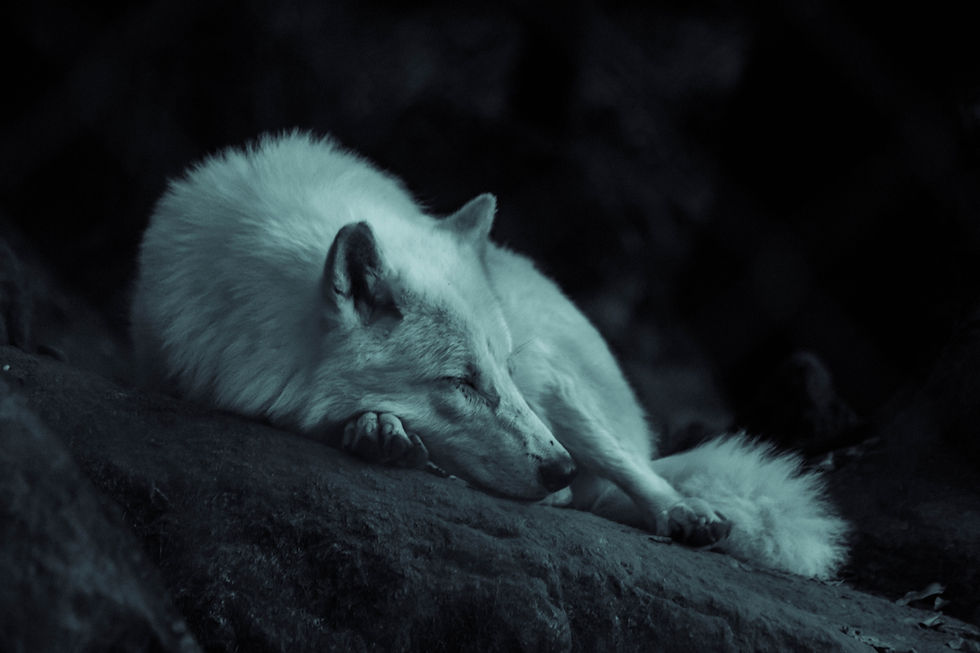 Image by Grégoire Bertaud
