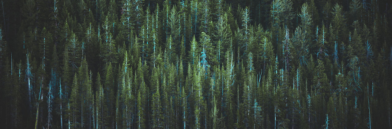 Image by Casey Horner