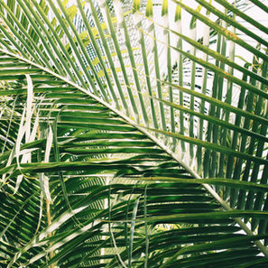 Palm Sunday - Without the Palms