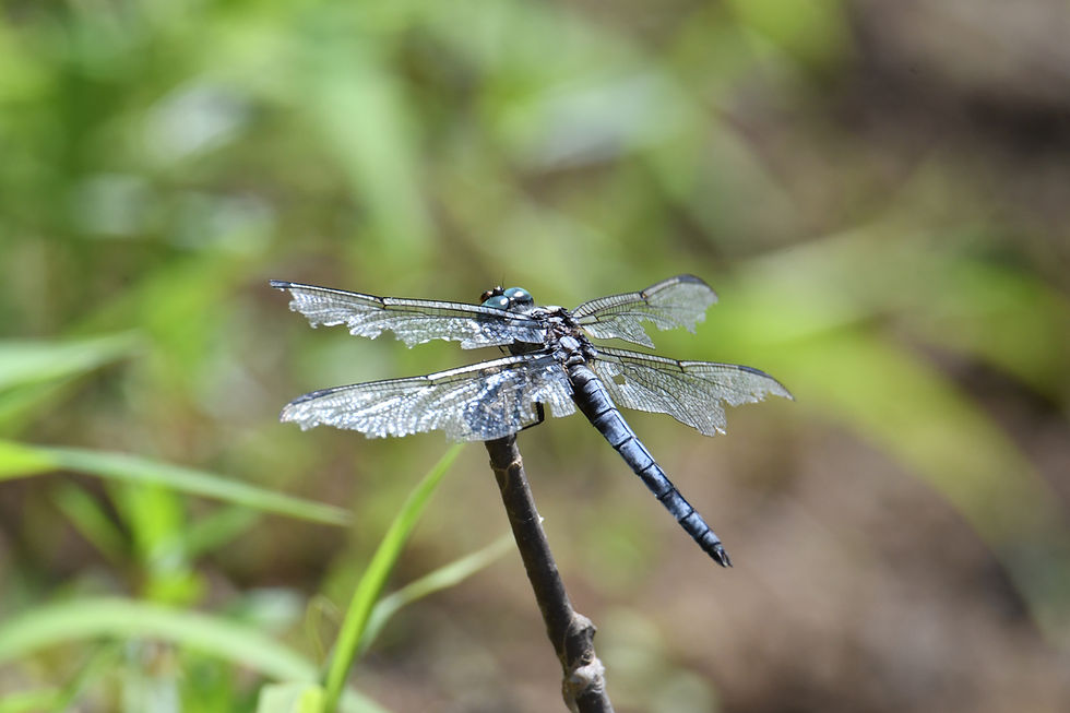 Blue dragonfly perched on a stick with delicate wings in focus. Blurred green and brown background creates a serene, natural setting.
