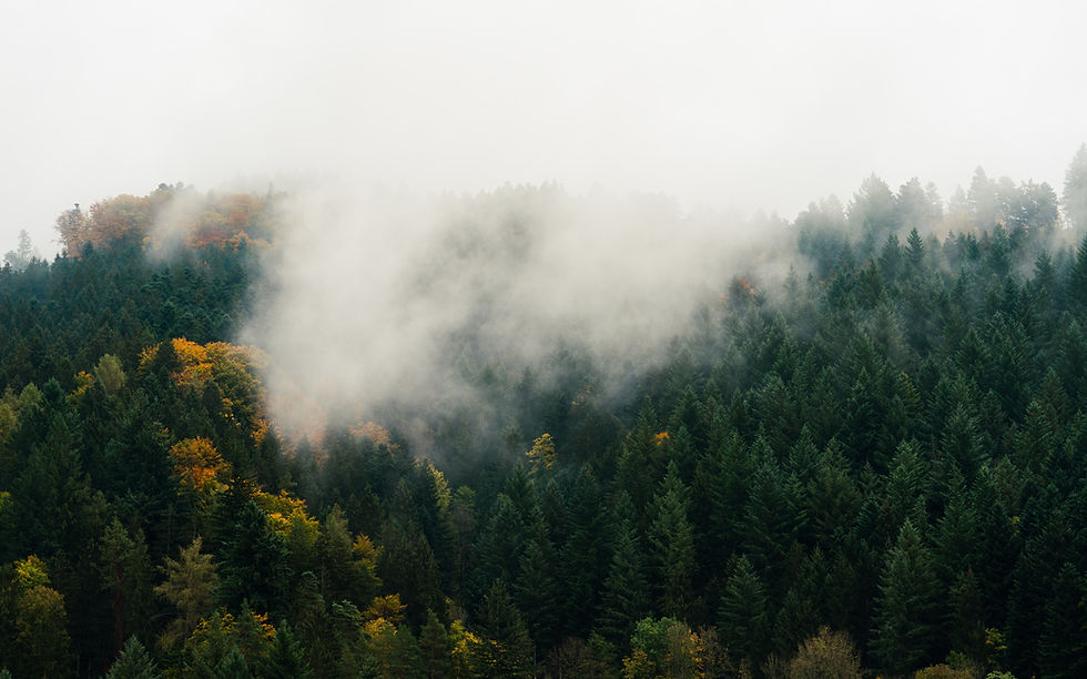 Image by Daniel Rauber