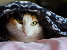 İkitelli Yorgan ve Battaniye Yıkama