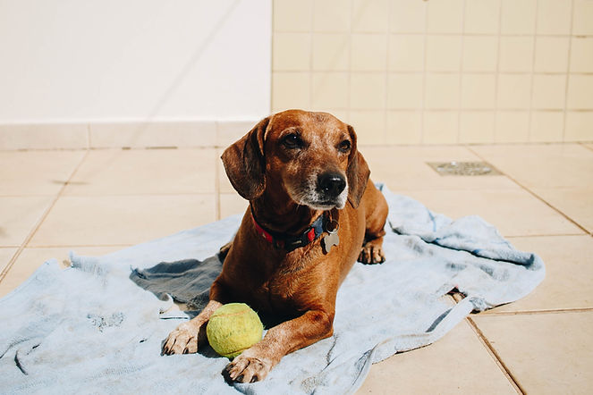 Image by Isabela Kronemberger