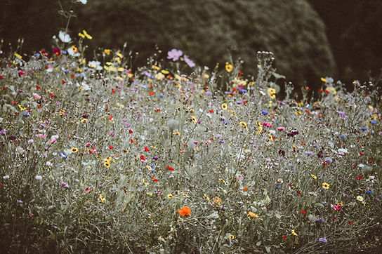 Image by Annie Spratt