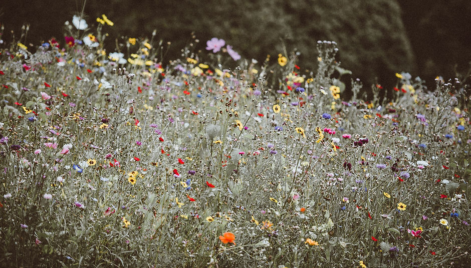Image by Annie Spratt