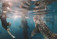 Image by Cameron Armstrong