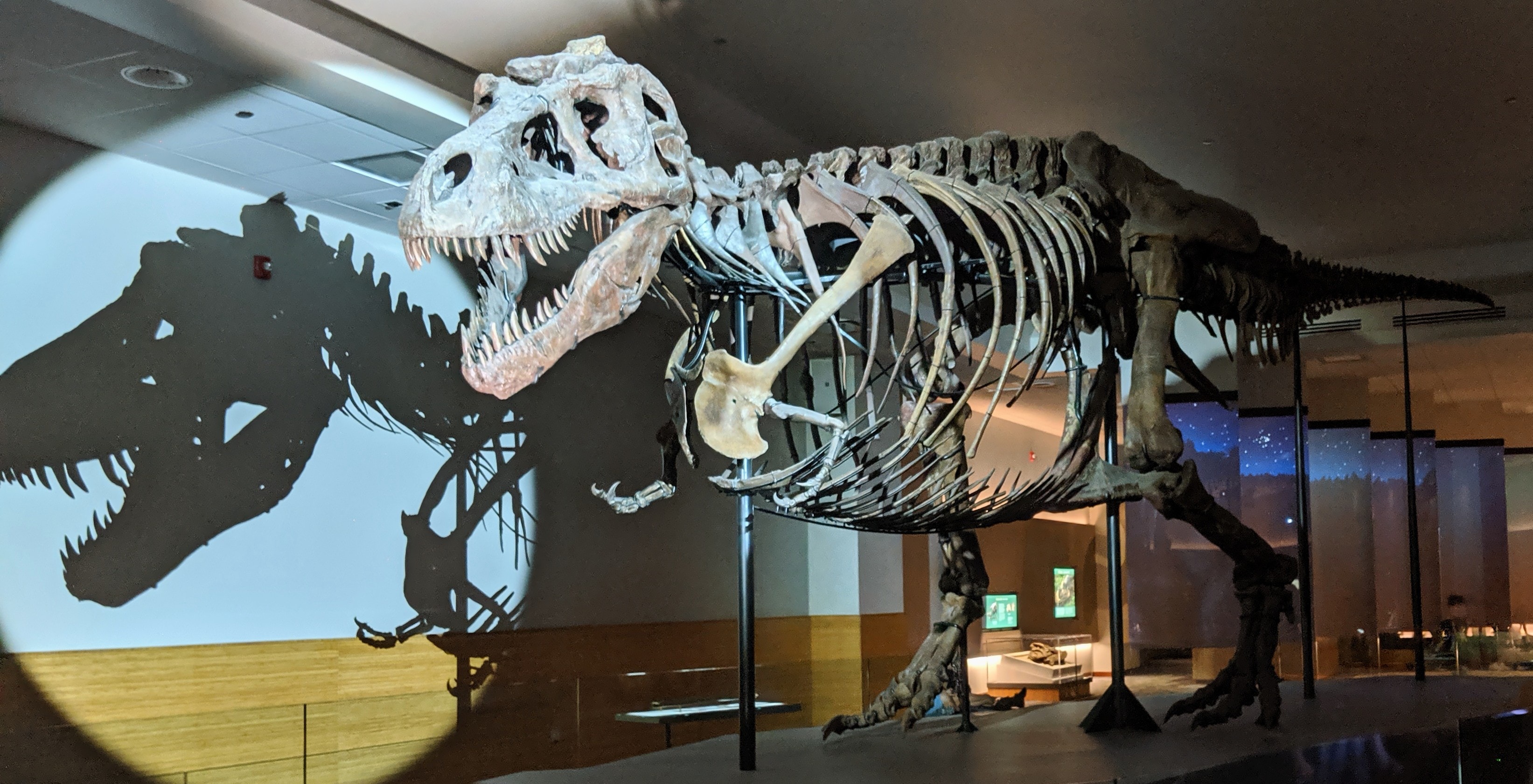 Fósiles de dinosaurios en Nuevo México revelan diversidad pre-extinción