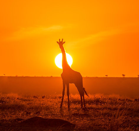 Image by Ahmed Galal