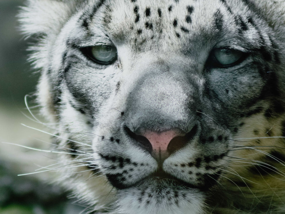 A high-resolution, extreme close-up of a snow leopard's face, showing its light-colored eyes, pink nose, and thick white fur with black spots and long whiskers.