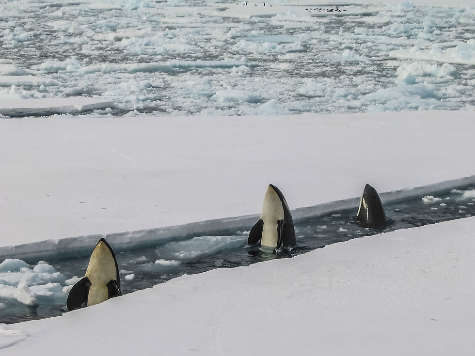 Orca habitat