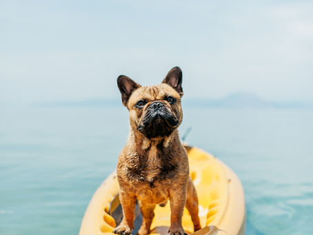 Bulldog francés llamado Peco durmiendo tranquilamente bajo una sombrilla en la playa de Londres en verano