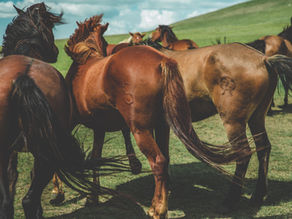 Gestione e benessere del Cavallo da tiro pesante italiano
