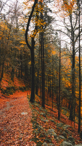 Elevando Sua Vibração