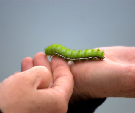 Image by Renatto Mora