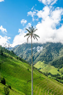 This adventure tour of Colombia shows you all its highlights in little over a week. From bustling Bogota, travel to the coffee region and the beautiful village of Salento. Walk through the Cocora Valley or opt to do the more strenuous hike to the Acaime Reserve known for its colourful hummingbirds. Learn all there is to know about coffee during a two-night stay at a traditional coffee estancia before travelling to Medellin, now one of the most exciting cities in South America.
Finally, we fly to Cartagena with its UNESCO's World Heritage listed old fort, its nearby group of small coral islands and stunning beaches, a fitting end of this holiday in Colombia.