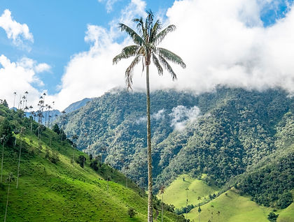 This adventure tour of Colombia shows you all its highlights in little over a week. From bustling Bogota, travel to the coffee region and the beautiful village of Salento. Walk through the Cocora Valley or opt to do the more strenuous hike to the Acaime Reserve known for its colourful hummingbirds. Learn all there is to know about coffee during a two-night stay at a traditional coffee estancia before travelling to Medellin, now one of the most exciting cities in South America.
Finally, we fly to Cartagena with its UNESCO's World Heritage listed old fort, its nearby group of small coral islands and stunning beaches, a fitting end of this holiday in Colombia.